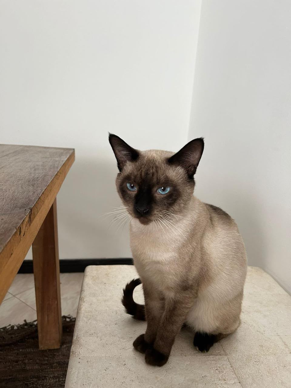Gata Nube
