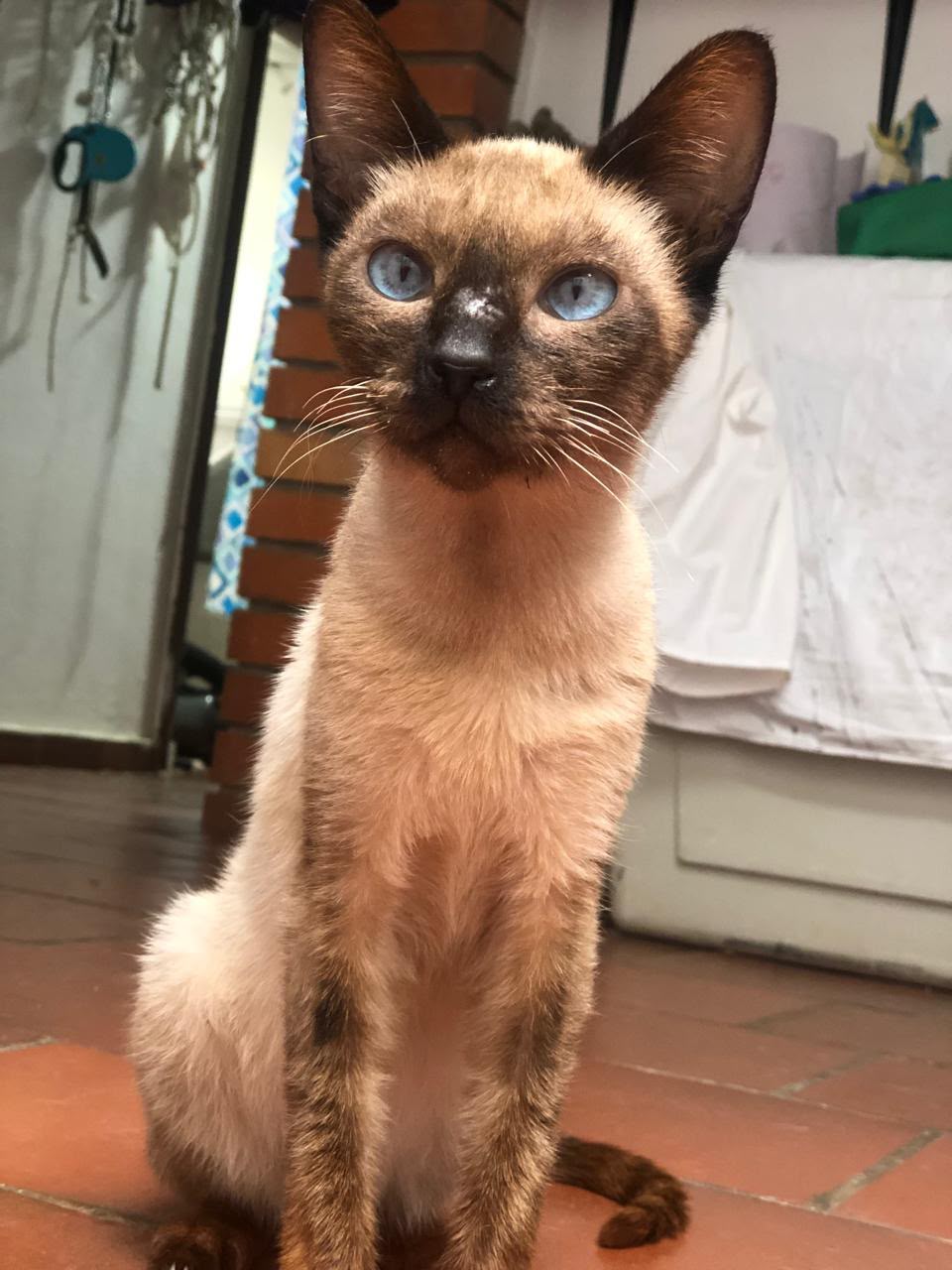 Gata Luna